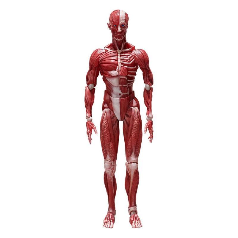 Human Anatomical Model Figma