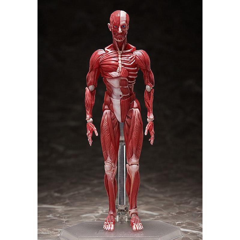 Human Anatomical Model Figma