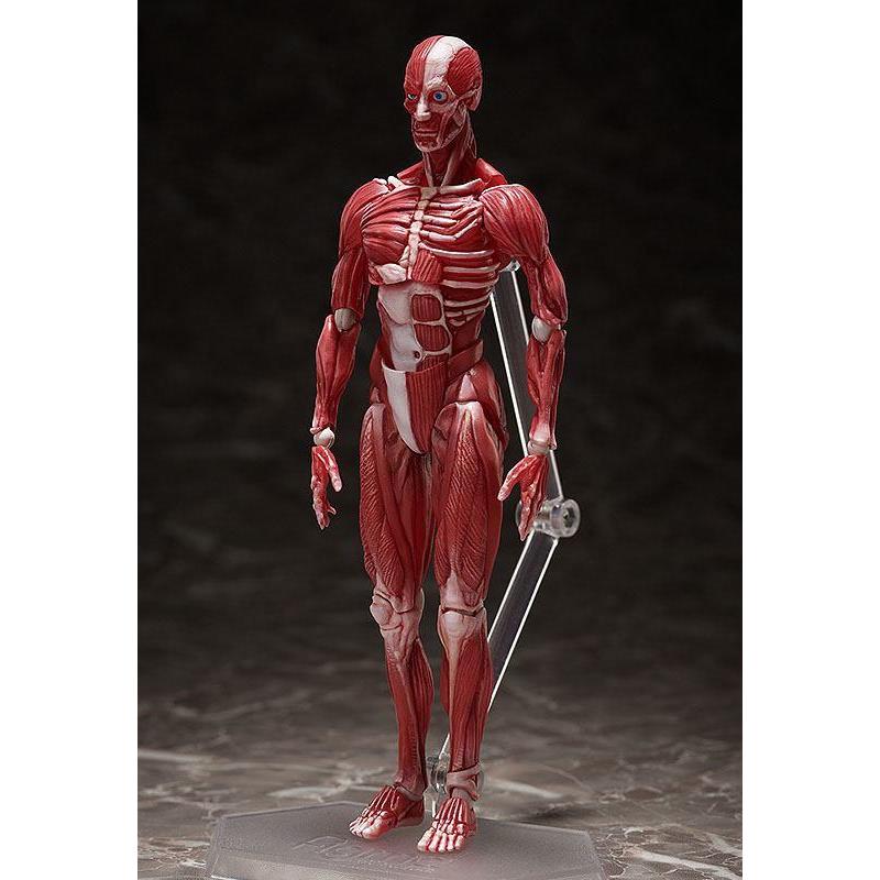 Human Anatomical Model Figma