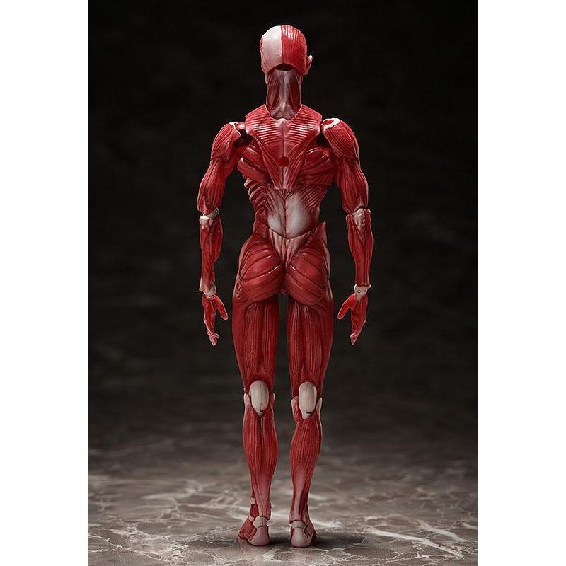 Human Anatomical Model Figma