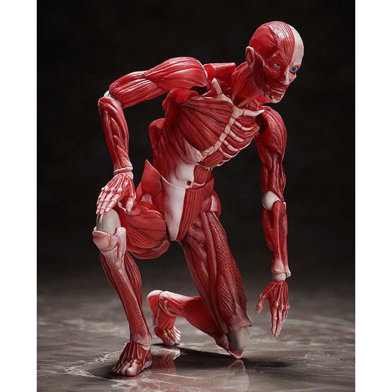 Human Anatomical Model Figma