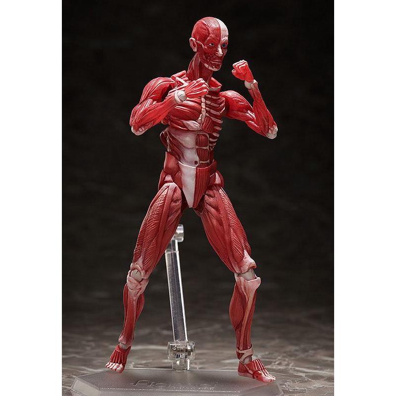Human Anatomical Model Figma