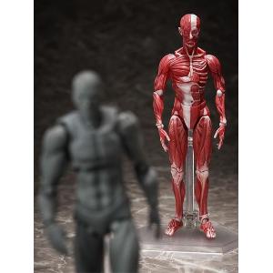 Human Anatomical Model Figma