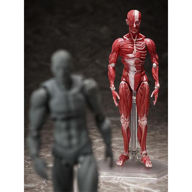 Human Anatomical Model Figma