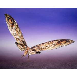 Godzilla x Kong: The New Empire S.H. Monster Arts Suko & Mothra BANDAI